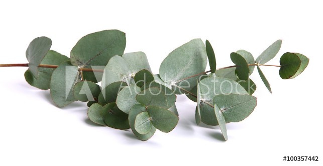 Picture of Feuilles deucalyptus gunnii